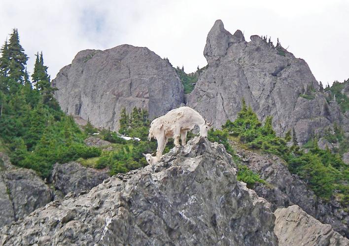 Proposed plan would relocate mountain goats to North Cascades