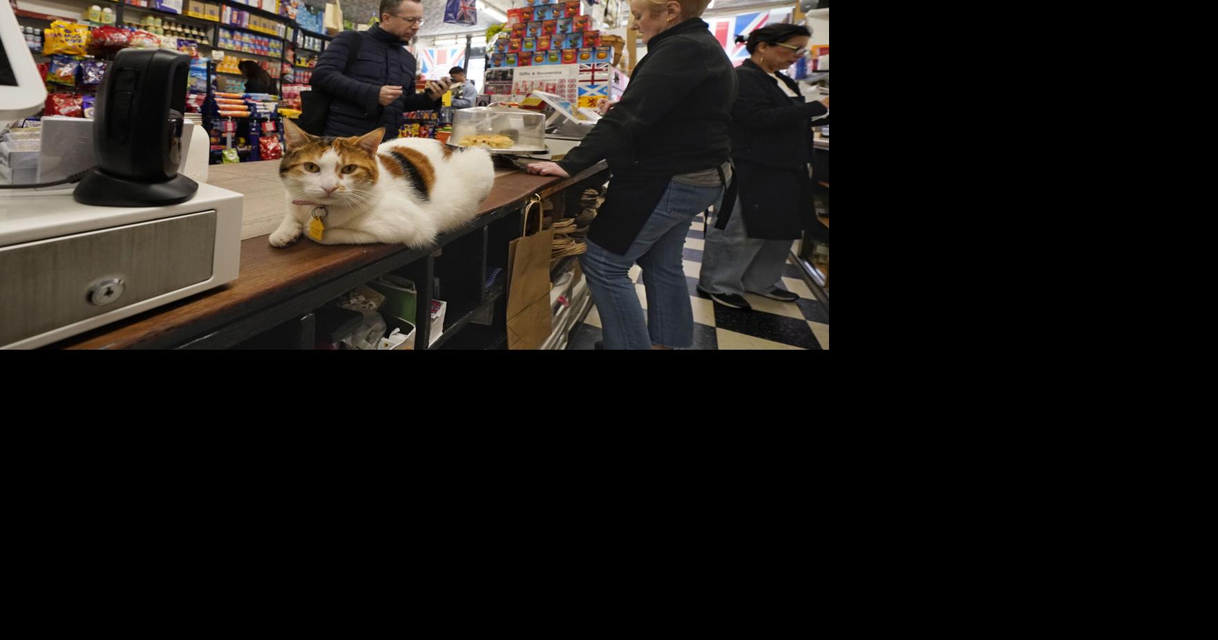 Bodega Cats