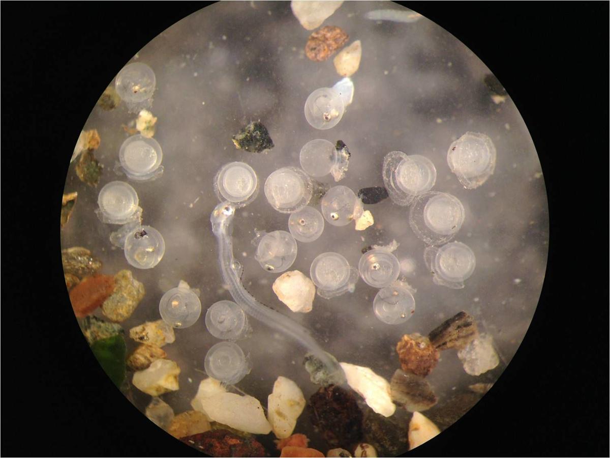 Surf smelt eggs a sign of success at restored Bowman Bay beach Local