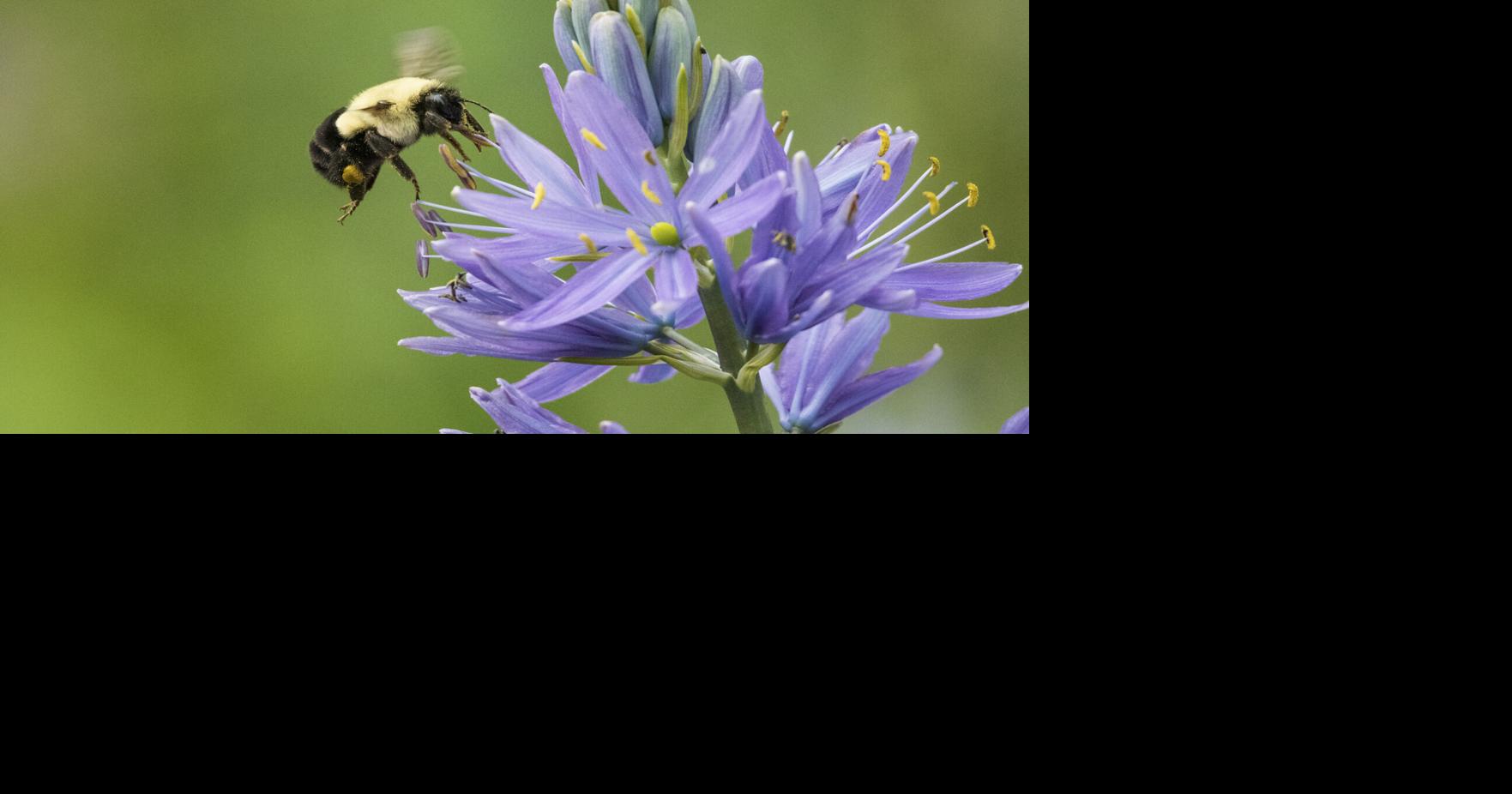 Ask a Master Gardener — Pollinators for your home vegetable garden ...