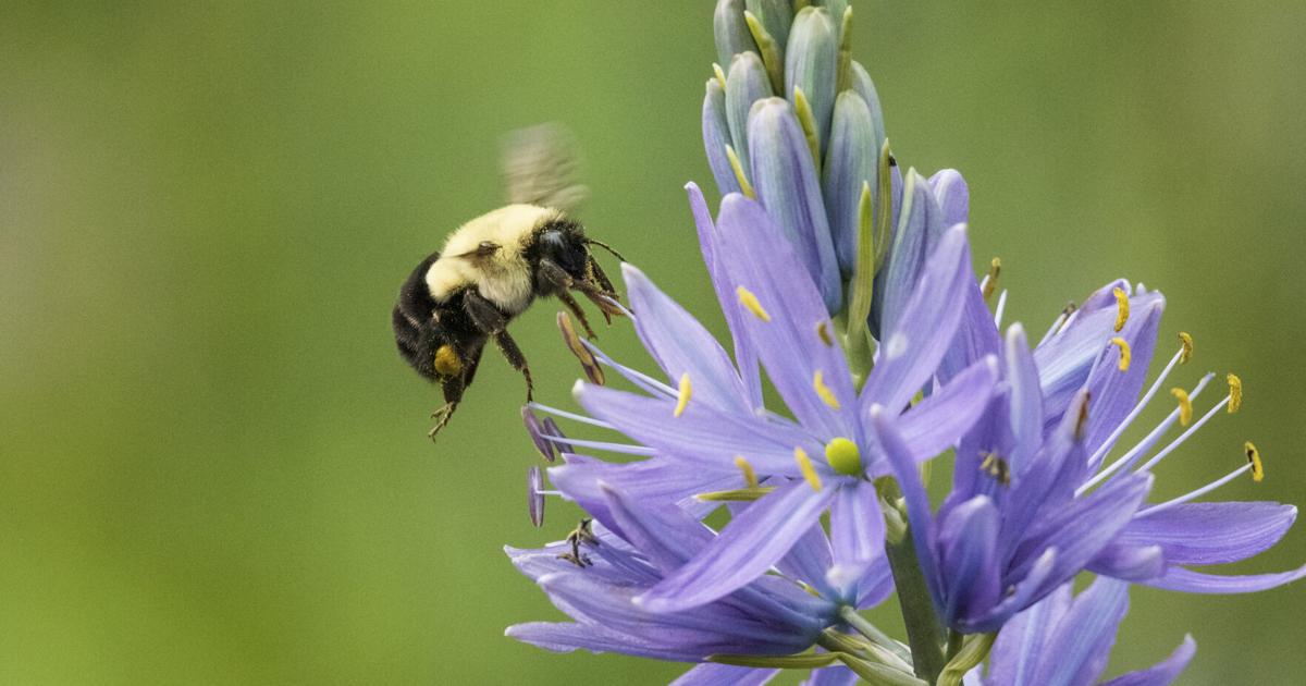 Pollinators Vip Ask a Master Gardener — Pollinators for your home vegetable garden ...