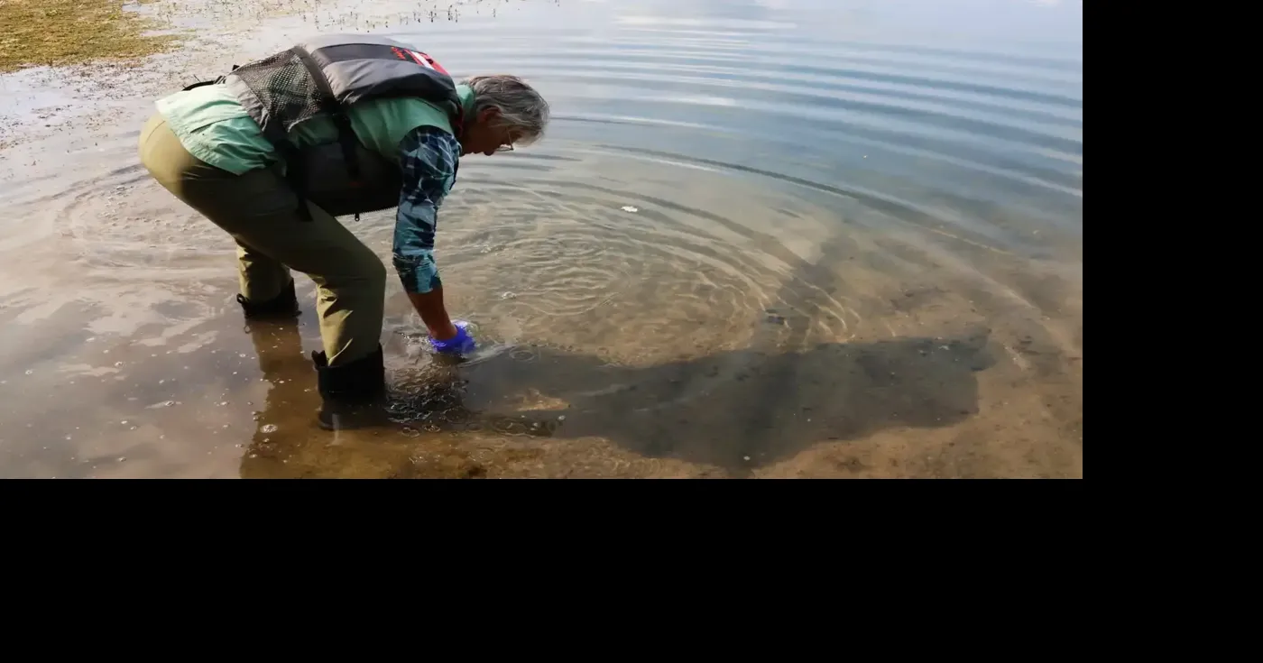Citizen sleuths use DNA traces to hunt for zebra mussels in Minnesota lakes