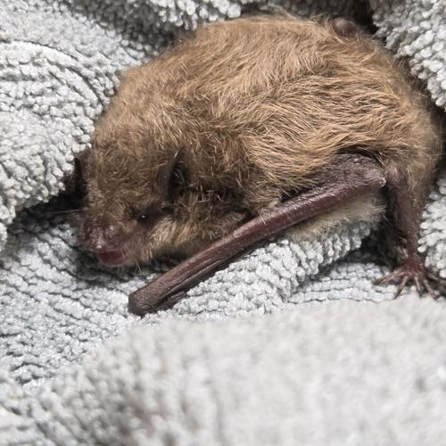 Bat In Fall Bats found roosting in Grand Rapids area in late fall puzzle state ...