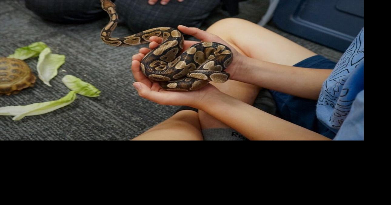 Creature connections: The reptile experience | Artsandculture ...