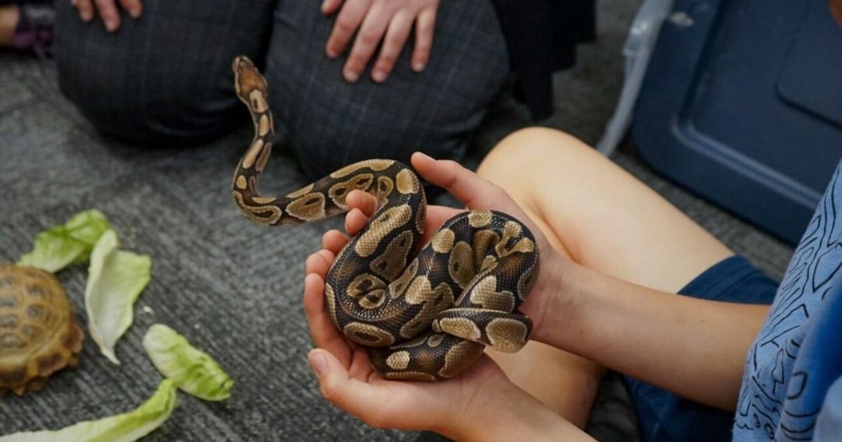 Creature connections: The reptile experience | Artsandculture ...
