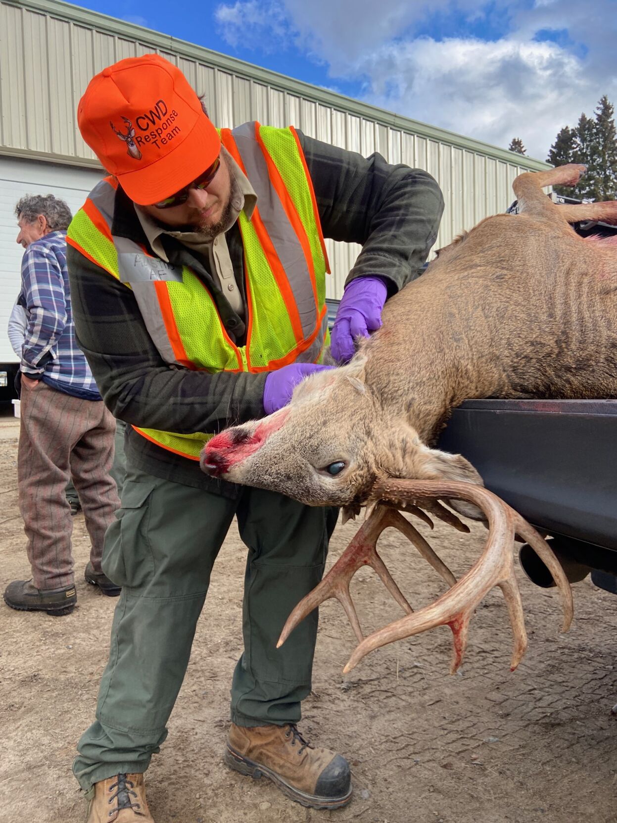 More than 800 samples collected for CWD testing over deer hunting