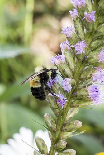 Rusty Patched Bumblebee Officially Listed as Endangered