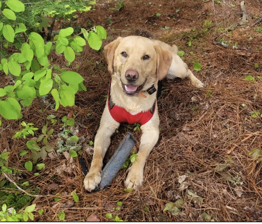 In the Boundary Waters, tragedy highlights work of all-volunteer rescue ...