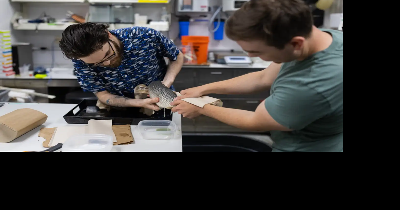 Carp genetic engineering | | grandrapidsmn.com