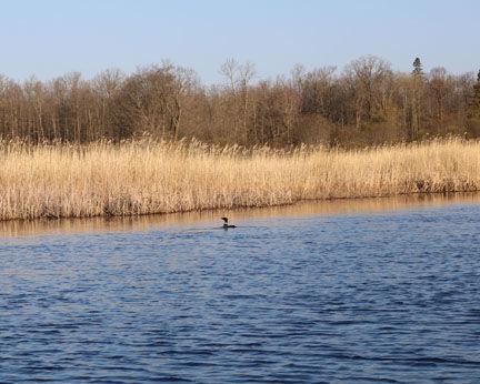 Minnesota birds affected by climate change: Itasca County loons remain stable - Herald Review