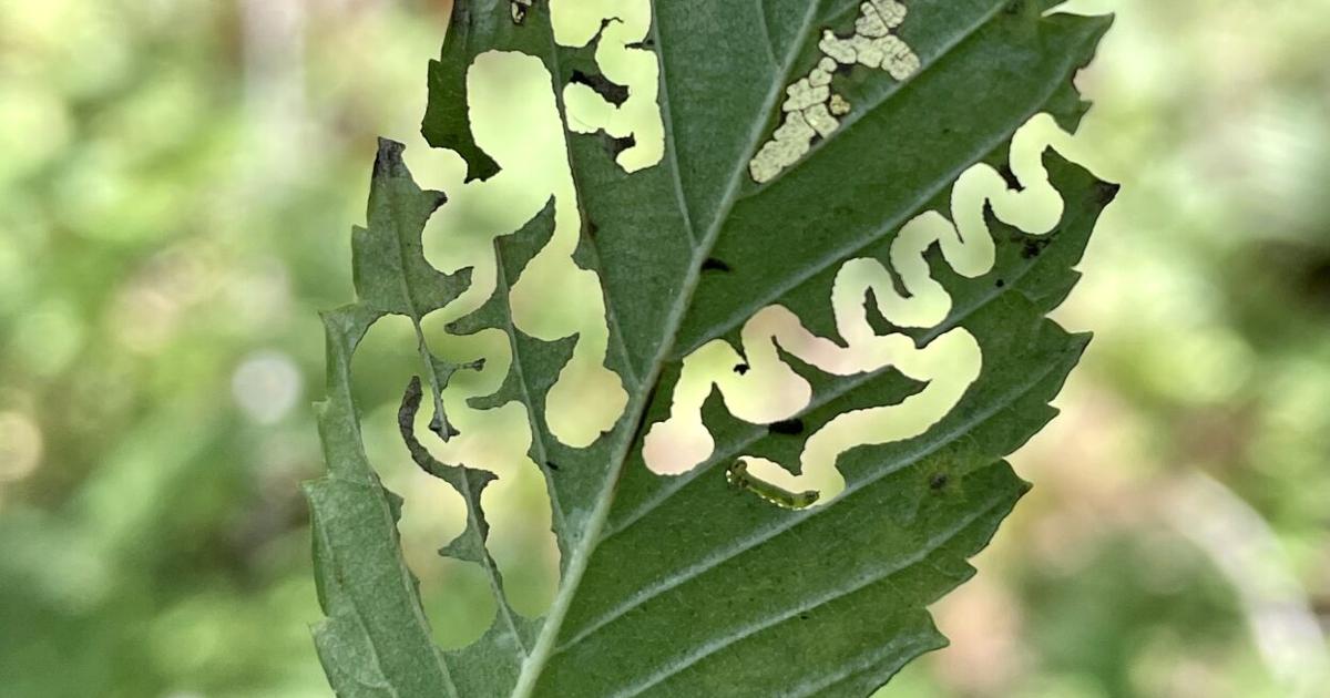 Rapids Insect Invasive insect Elm Zigzag Sawfly found for first time in Minnesota ...
