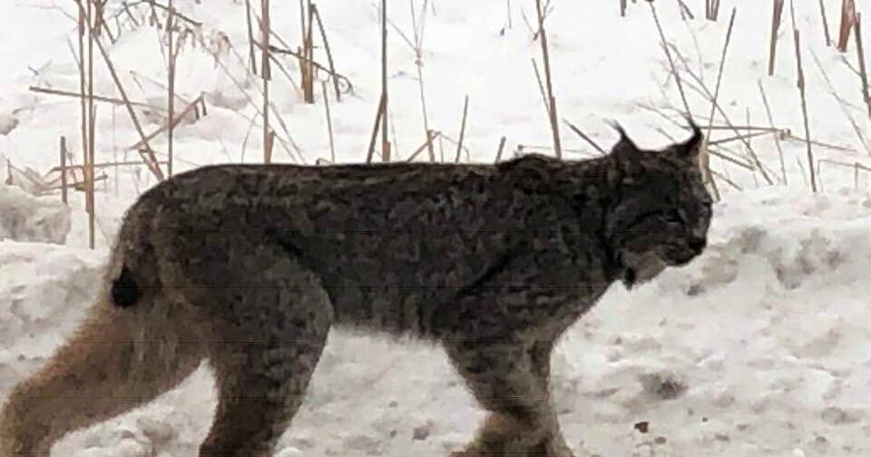 Like a lynx, the DNR and other “vectors of fraud” slinked away, claims ...