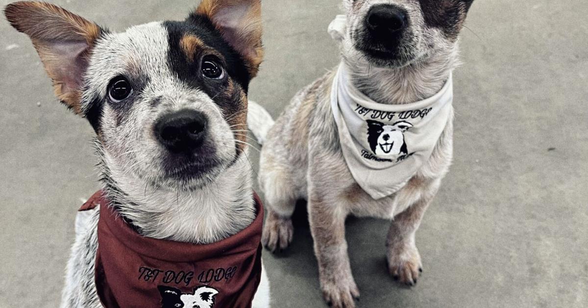 Tt Dogs Business Brief: T&T Dog Lodge | Business | grandrapidsmn.com