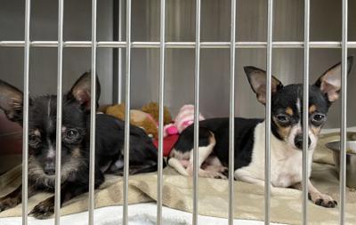 2 Charged With Animal Cruelty In Case Involving 20 Dogs | Local News |  