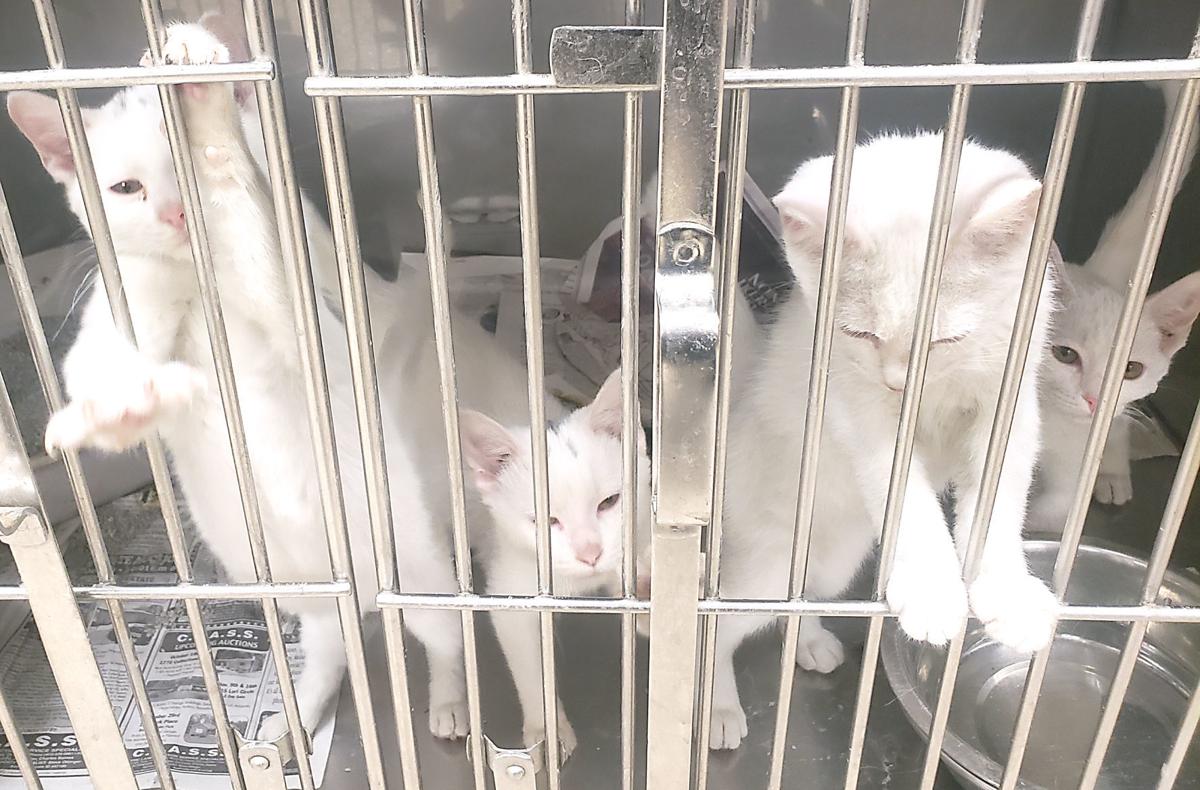 Cats Dogs Get New Lease On Life Local News Greenevillesun Com