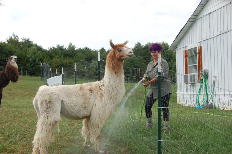 Owner Of The Wandering Llamas Farm Expands Services Local News