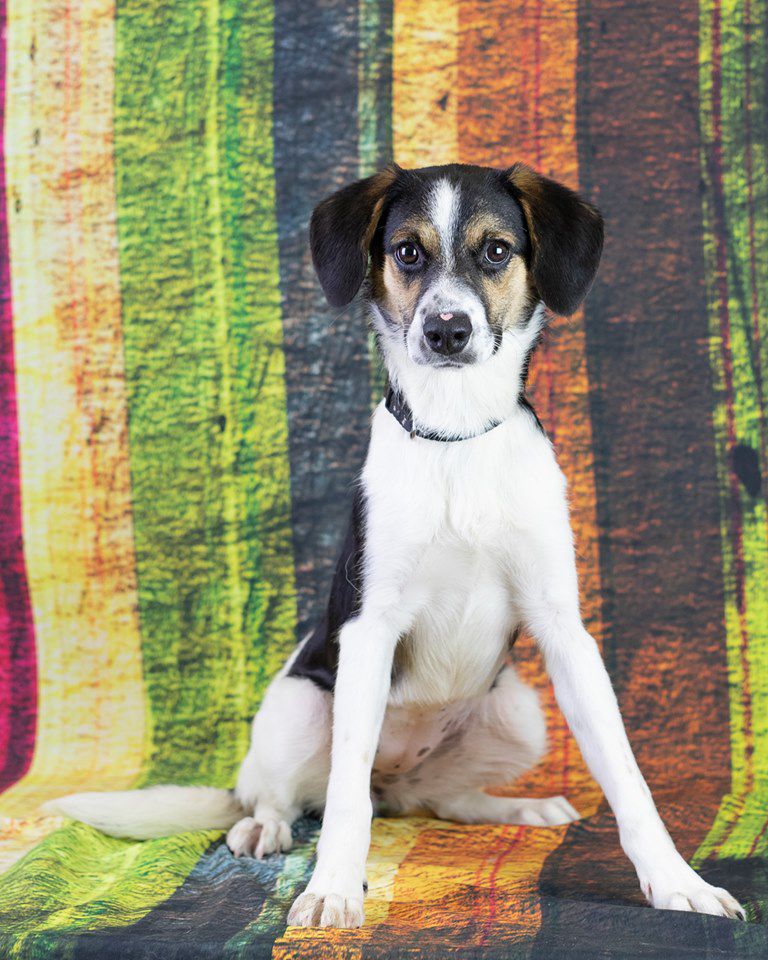 Adoptable Pets At The GreenevilleGreene County Humane Society Animal