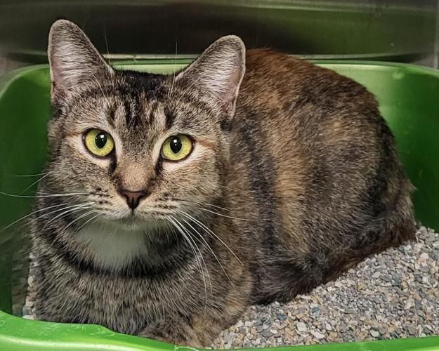 At The Shelter Greeneville's Petsense Is Host For Adoptable Shelter