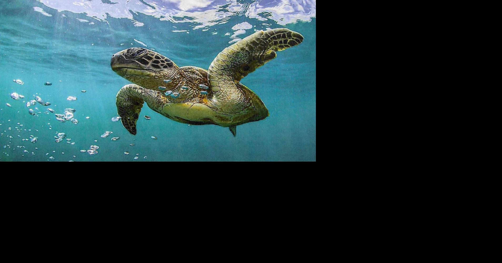 Mosheim Library Announces Summer Reading Program Living