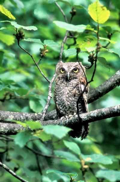Owl