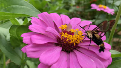 Pollinators Vip UT To Host ‘Garden Buzz: The Celebration of Pollinators' For Pollinator ...
