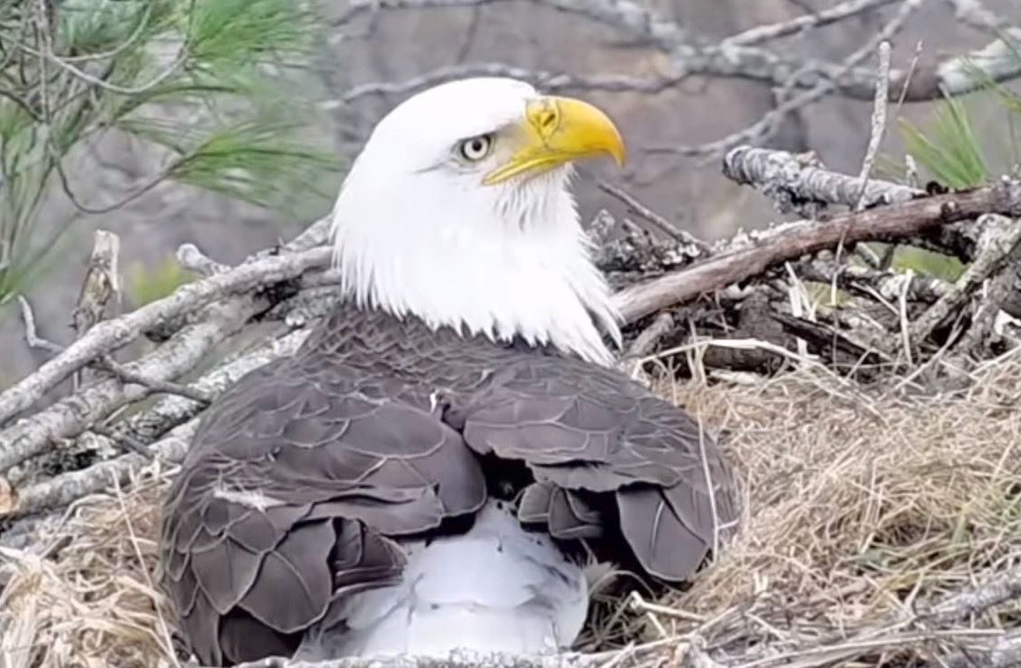 etsu eagle cam on livestream