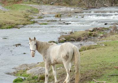 Horse at Sinking Creek