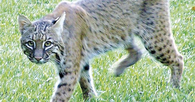 Meet The Bobcat, Greene County's Only Wildcat | Local News |  