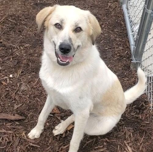 Adoptable Pets At GreenevilleGreene County Humane Society Animal