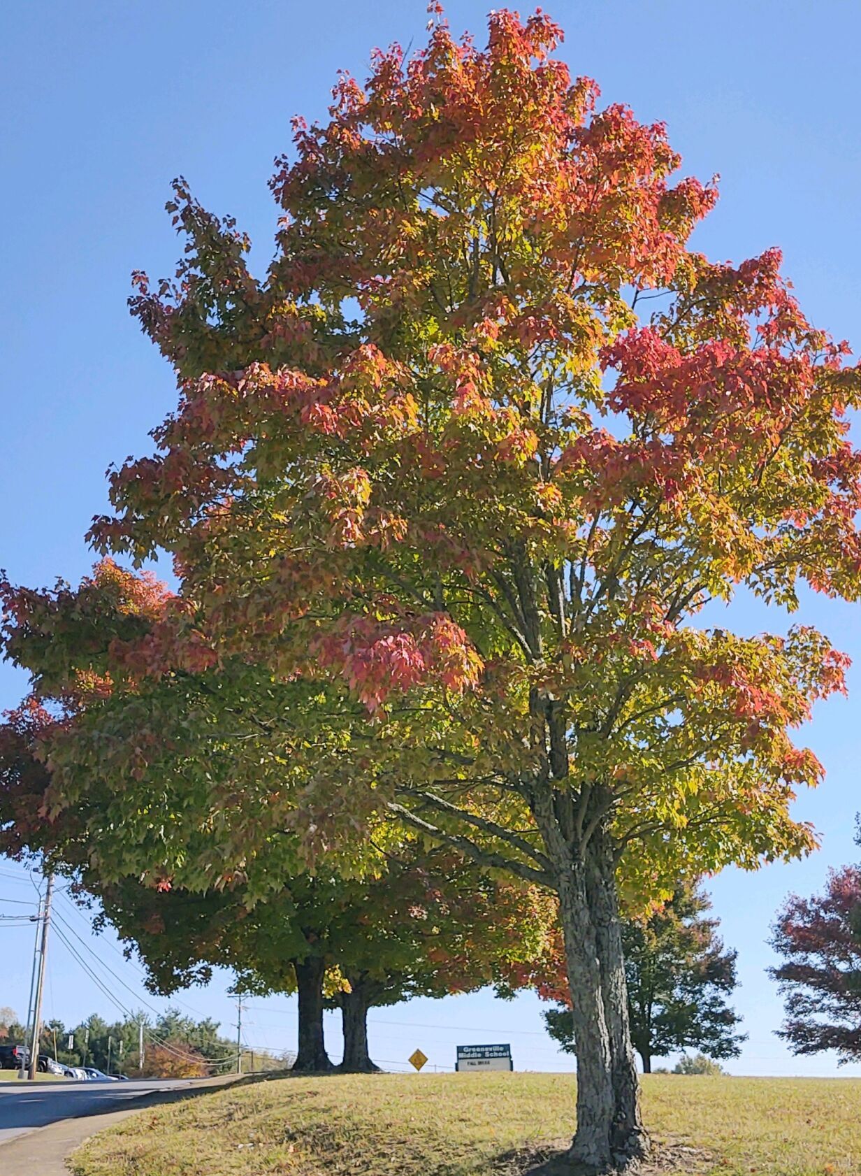 Fall Color Report: High elevations near peak as season gets back on ...