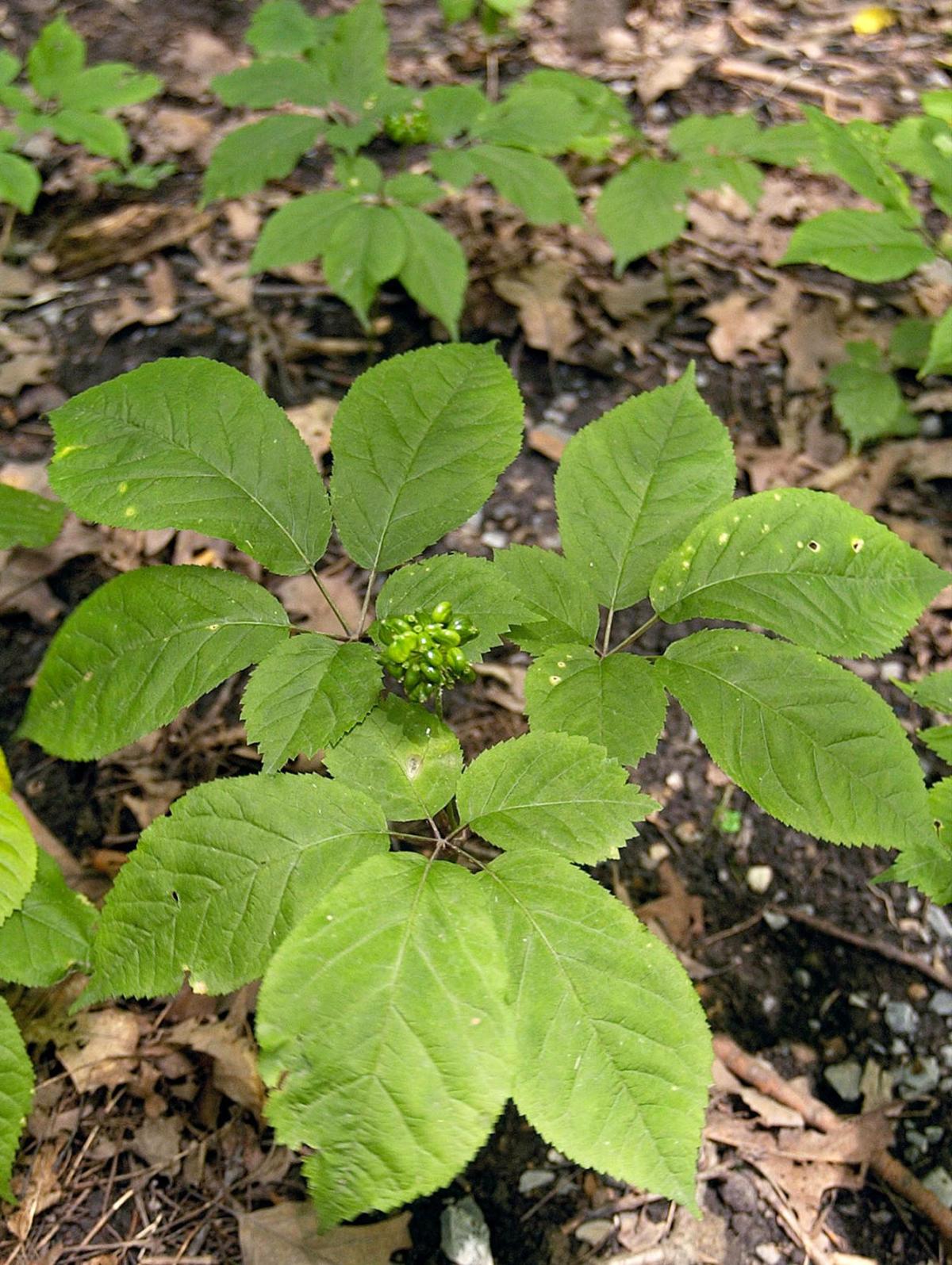 Middle Tennessee State Gets 148K Usda Ginseng Project Grant