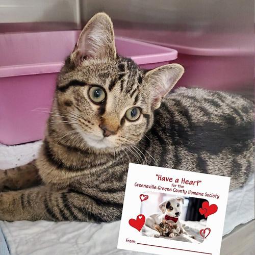Adoptable Pets At GreenevilleGreene County Humane Society Animal