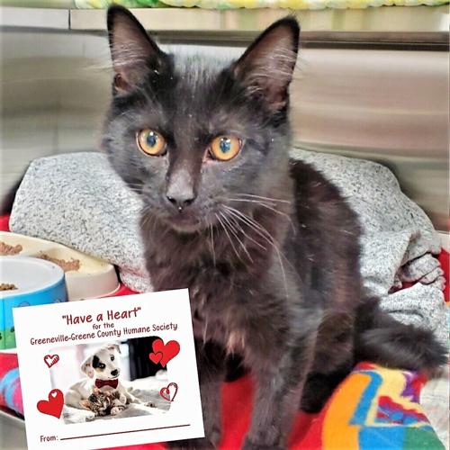 Adoptable Pets At GreenevilleGreene County Humane Society Animal