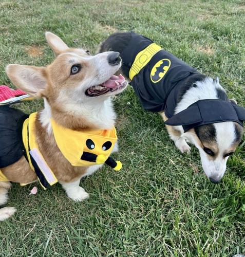 Howl-O-ween Pet Costume Contest Goes Virtual