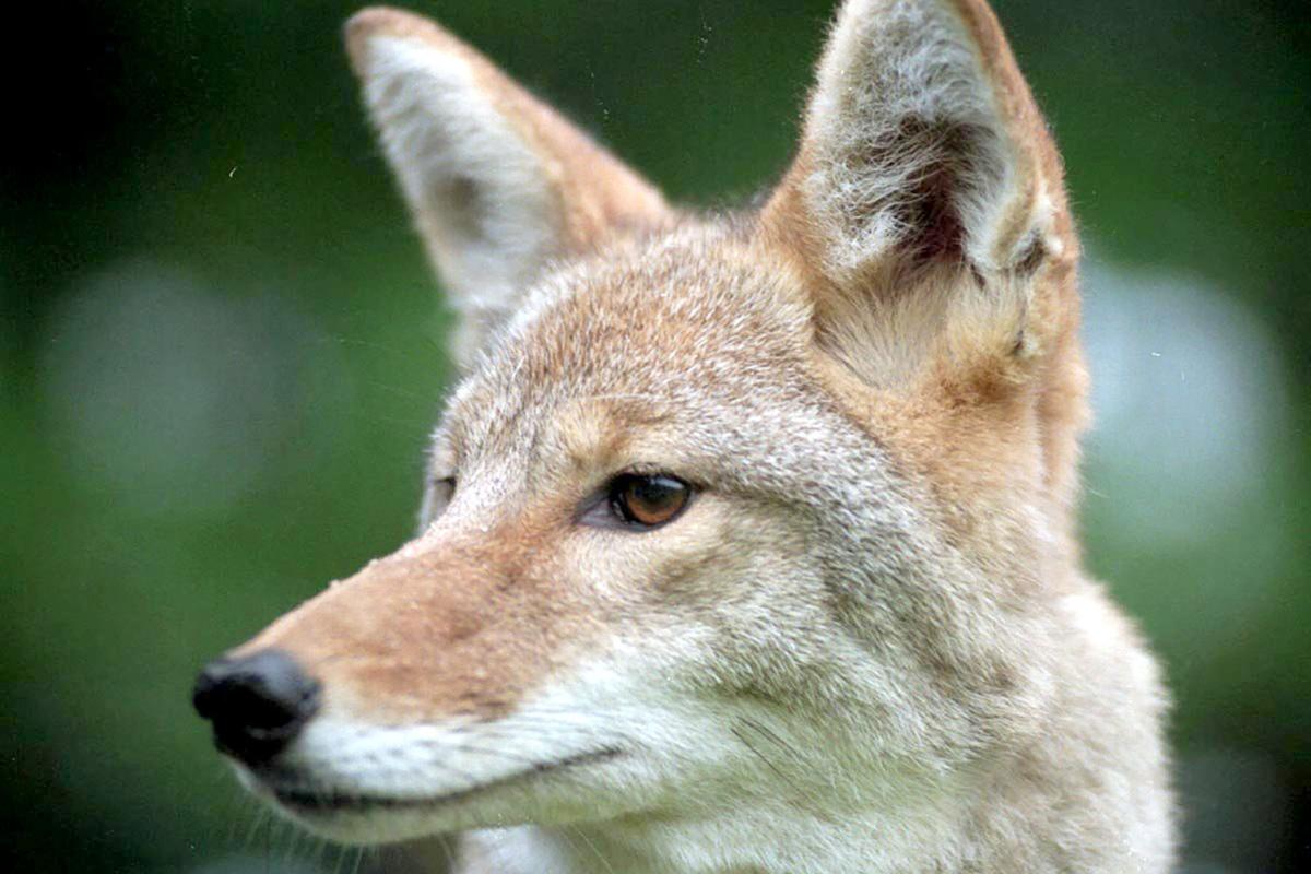 Coyotes Grow More Aggressive This Time Of Year, TWRA Says | Local News
