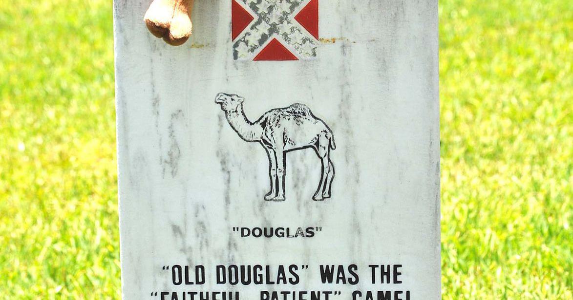 MASSEY: Unusual History: Confederate Camels And Arabian Cavaliers | Local  News | greenevillesun.com