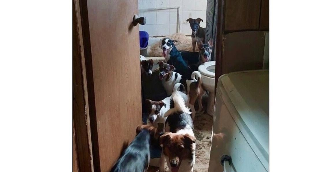 Woman Charged After 31 Dogs Found Living In 'Horrible Conditions ...