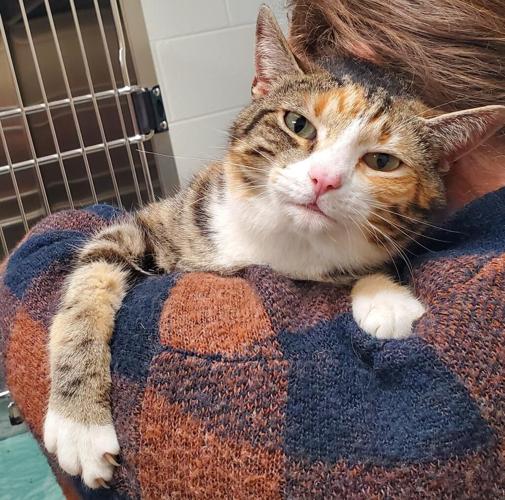 Adoptable Pets At GreenevilleGreene County Humane Society Animal