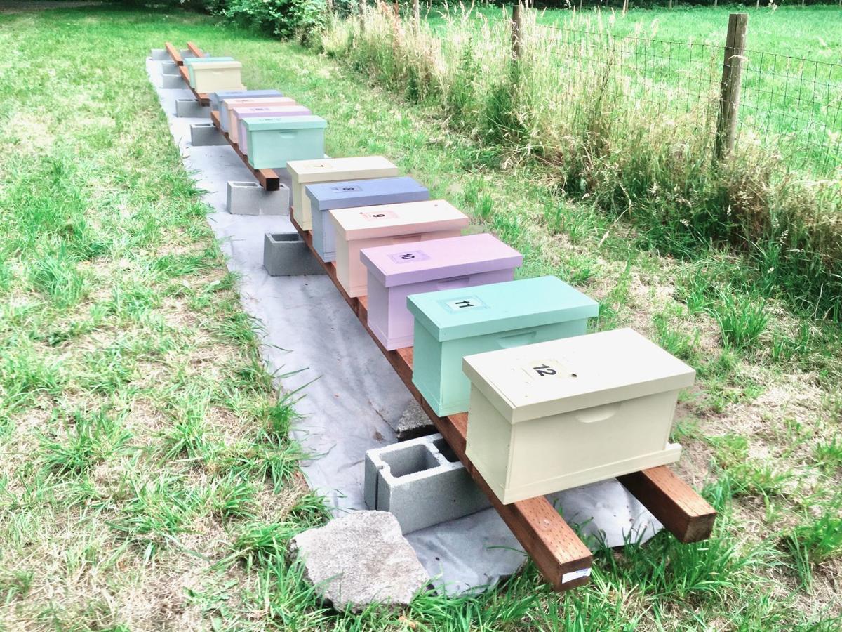 Backyard Gardeners Can Help Bee Populations Accent
