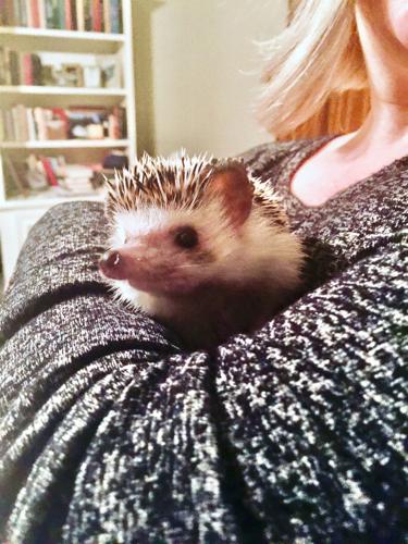 are hedgehogs good with cats and dogs