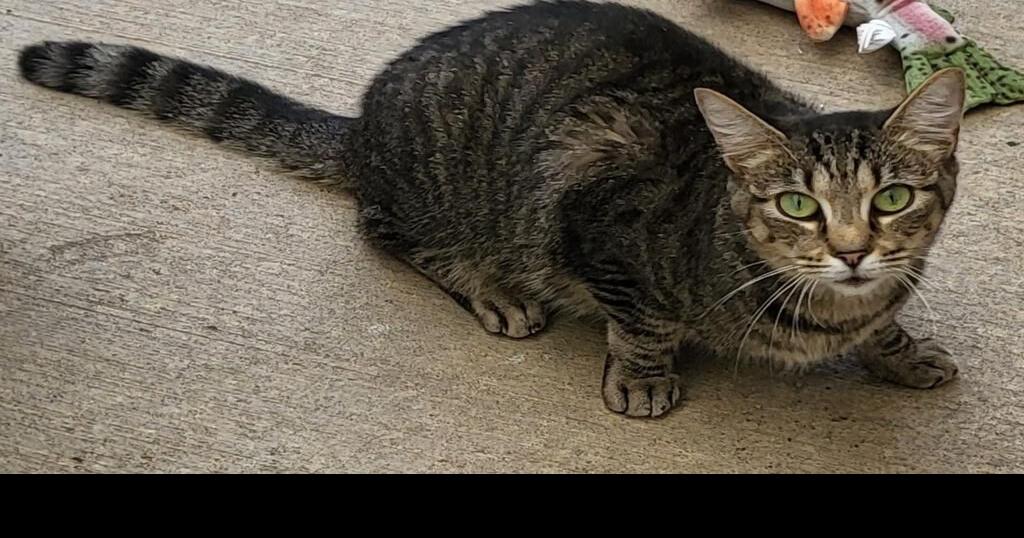 ANIMAL TALK Petsense Is Host For Adoptable Cats; ‘Fall 4 Paws