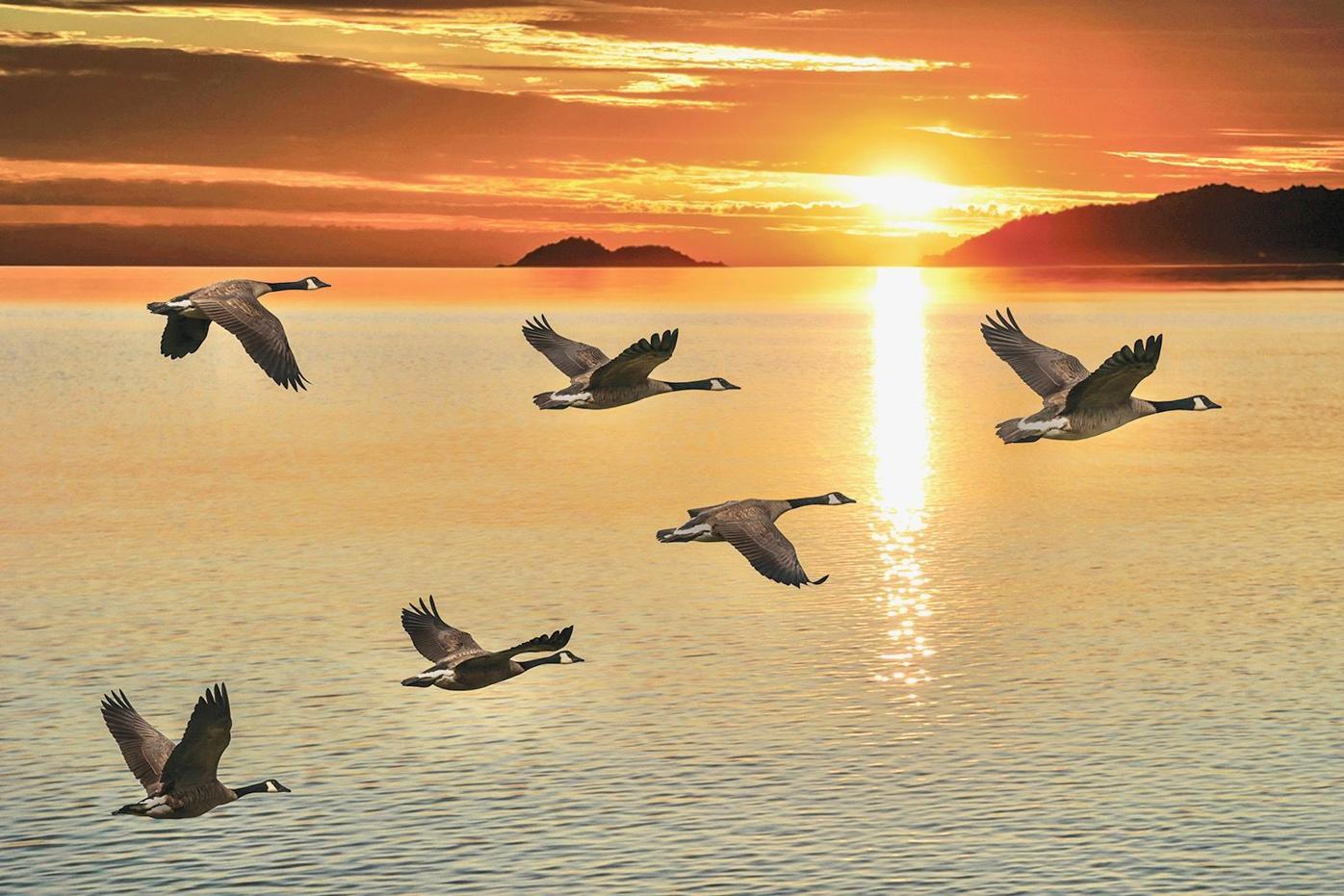 Curious Kids: How Do Geese Know How To Fly South For The Winter