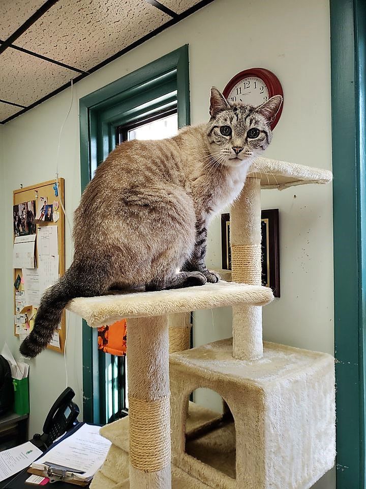 kitten adoption center