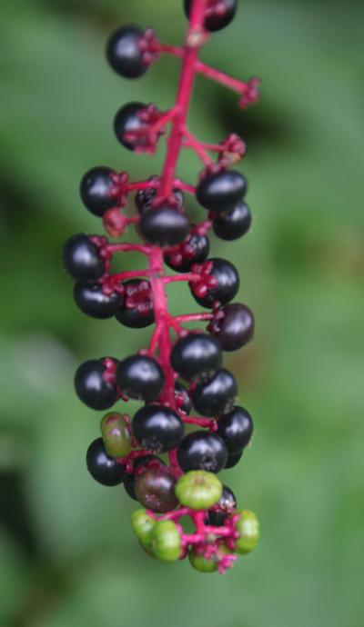 Ornament Of Summer's End