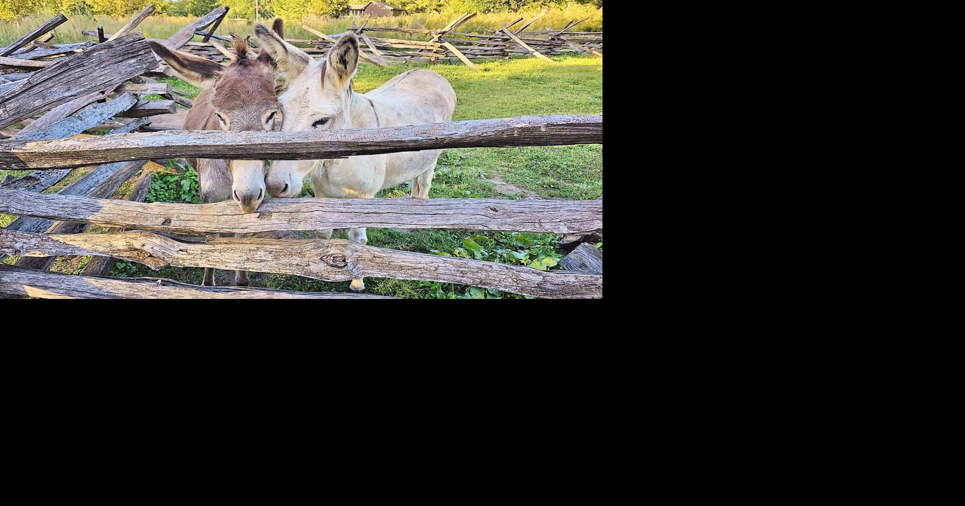 Crockett Donkeys Welcome Fall | Local News | greenevillesun.com