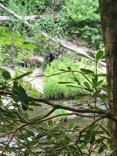 Bear Spotted In Paint Creek