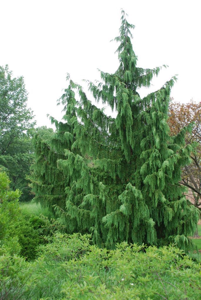 The Best Conifers For Tennessee And Virginia Gardens ACCENT