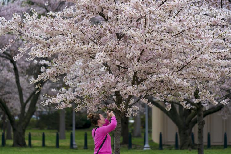 Care, 'magic' help DC's cherry blossom trees defy age: See Pics