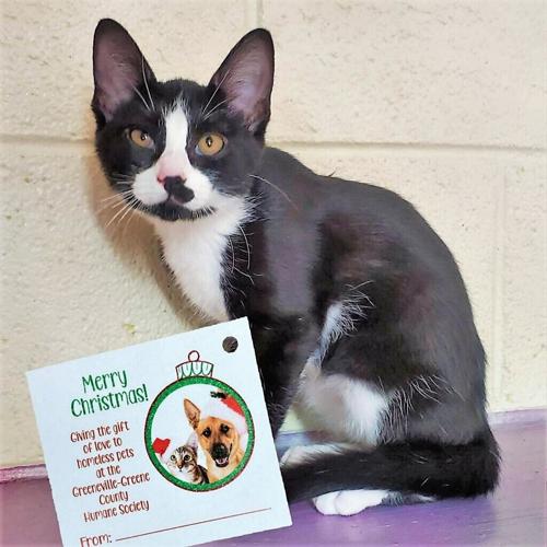 Adoptable Pets At GreenevilleGreene County Humane Society Animal