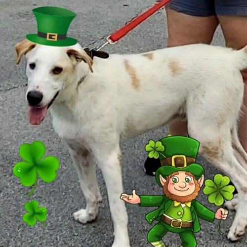 Adoptable Pets At GreenevilleGreene County Humane Society Animal